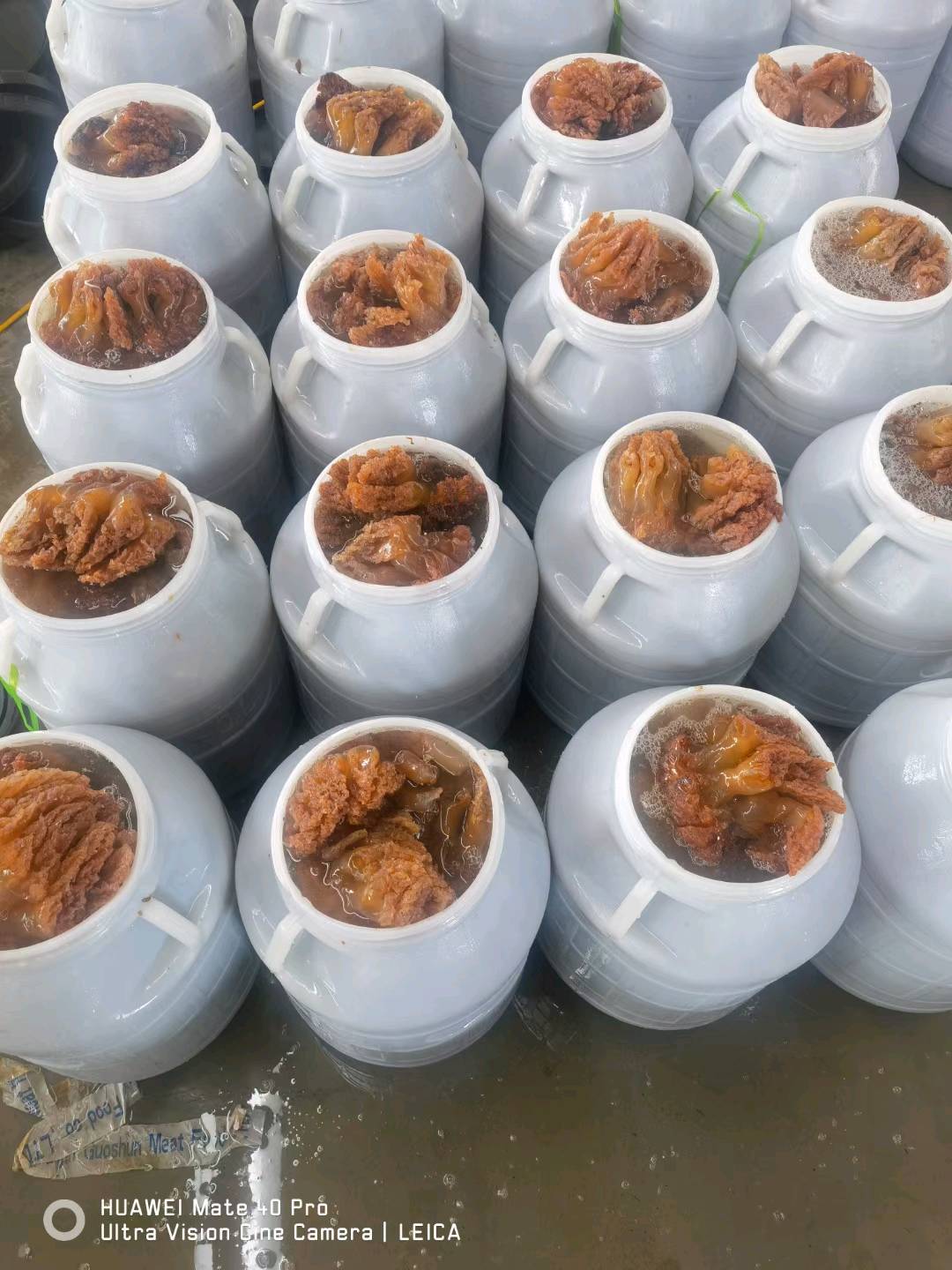 海蜇头海蜇皮 - 图片 4