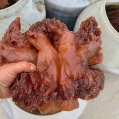 海蜇头海蜇皮图5