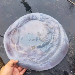 海蜇头海蜇皮图6
