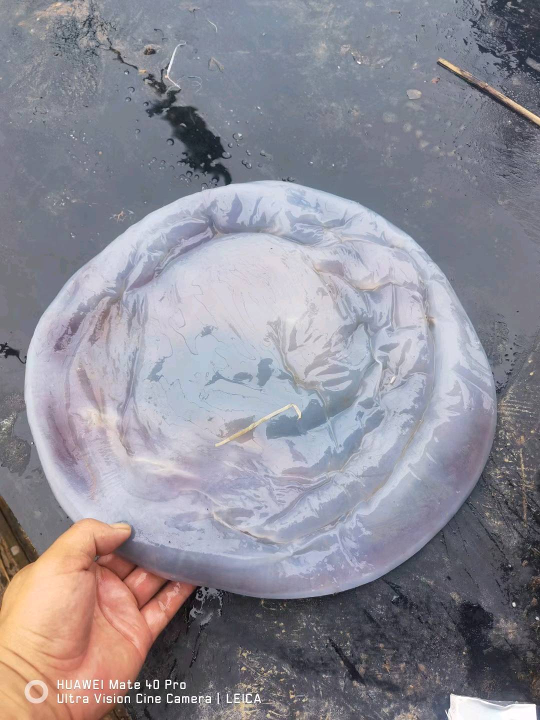 海蜇头海蜇皮 - 图片 6