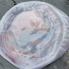 海蜇头海蜇皮图7