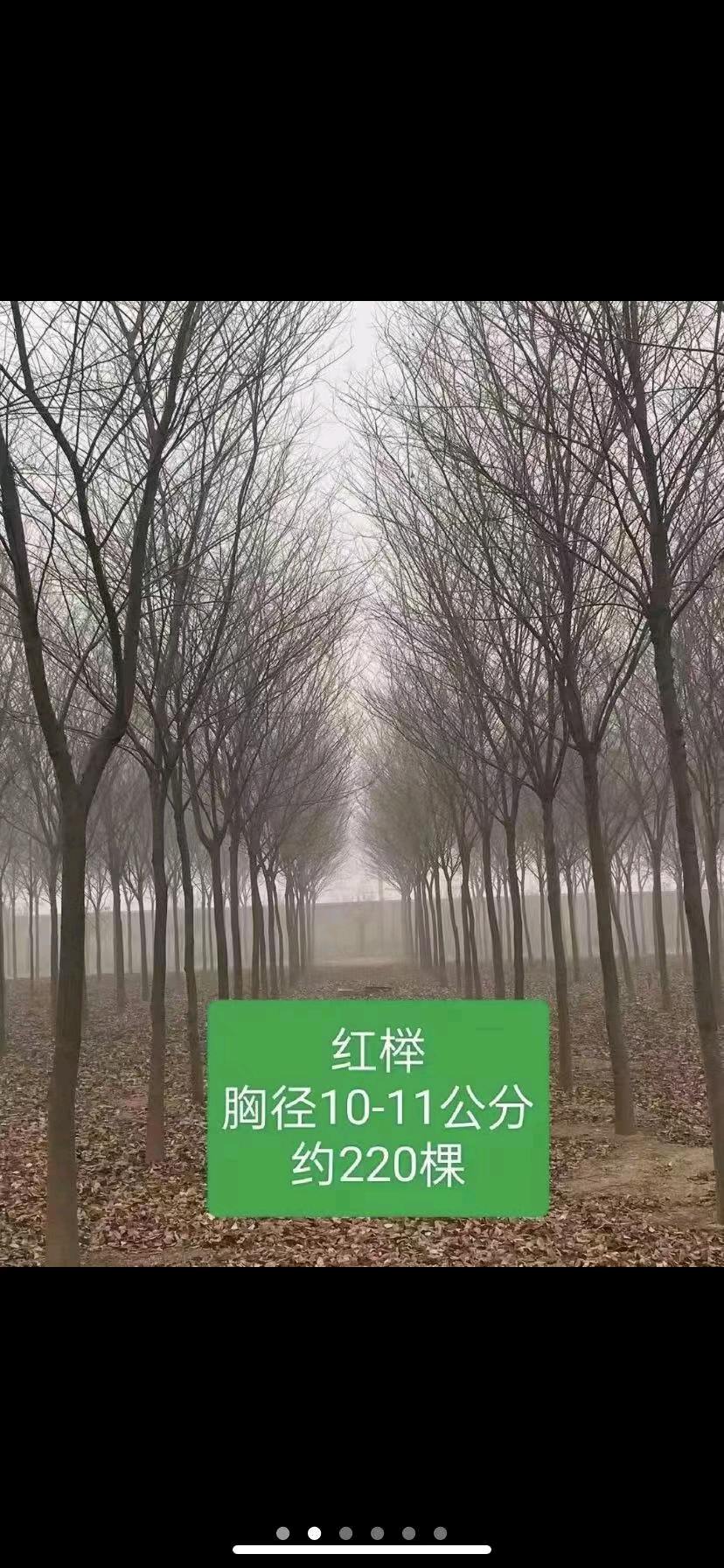 前驾驶甲板驳 - 图片 3