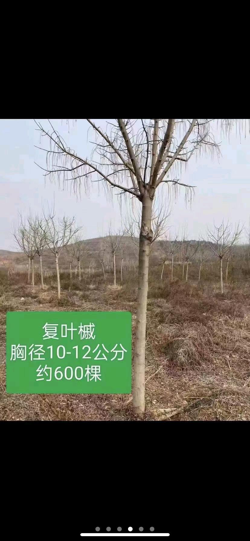 前驾驶甲板驳 - 图片 5
