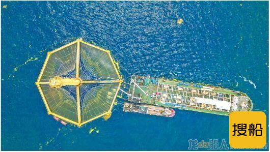 青岛首批国产深远海三文鱼在黄海海域成功收获