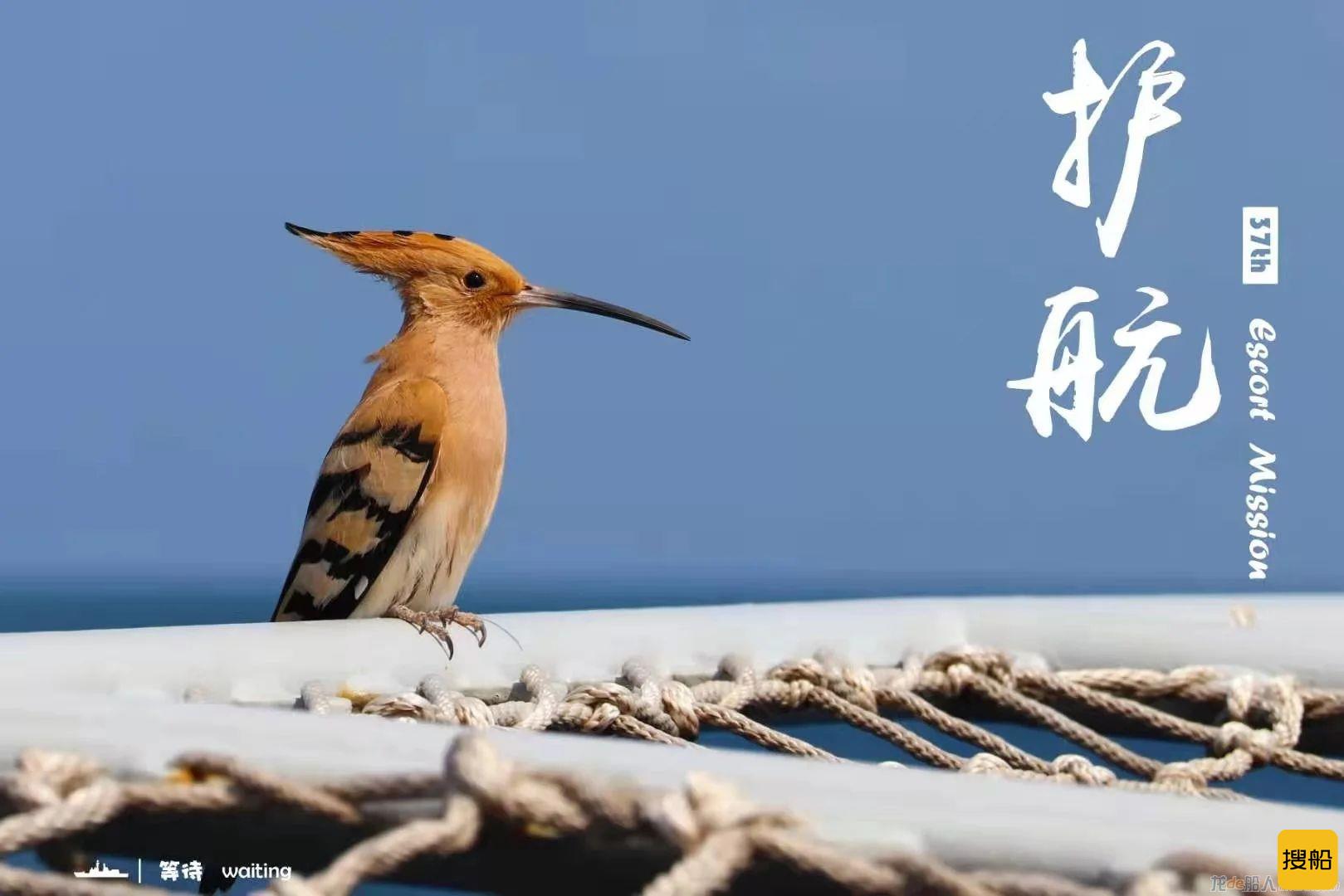 凯旋!海军第37批护航编队返回湛江某军港