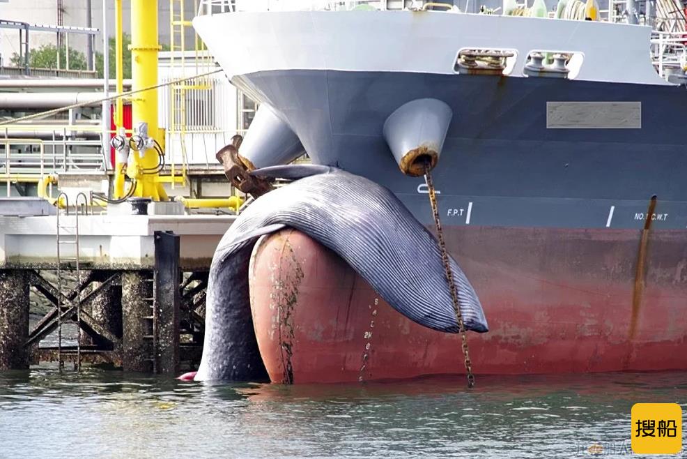 日本货船驶入港口，船头挂着一头鲸鱼死尸