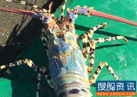 渔民再次捞到中华锦绣龙虾！ 长一米多