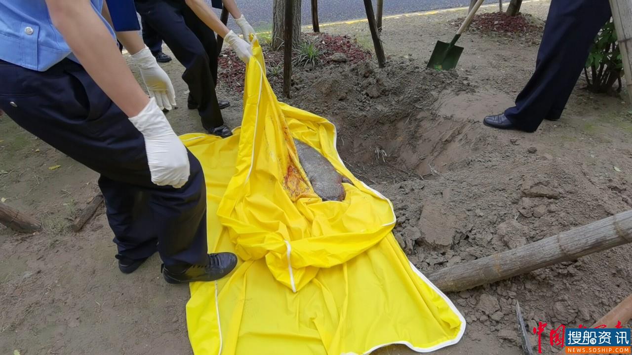 巨型娃娃鱼尸现身长江口宝山水域 民警迅速妥善处置