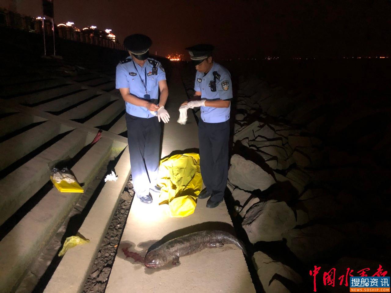 巨型娃娃鱼尸现身长江口宝山水域 民警迅速妥善处置