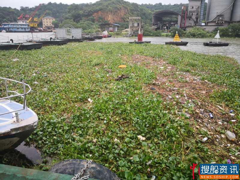 “水葫芦大军”压境鄱阳湖 九江航道部门防汛保畅