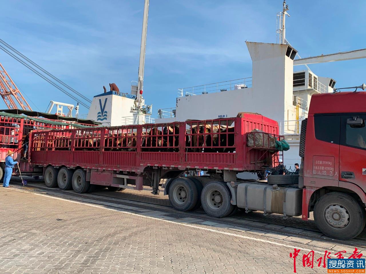 厦门海事保障海翔码头首次接卸3236头进口种牛