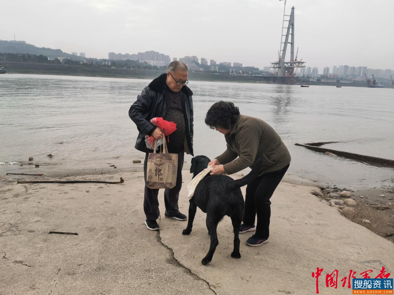 重庆巴南一宠物犬变身长江“环保卫士” 3年捡垃圾2800余件