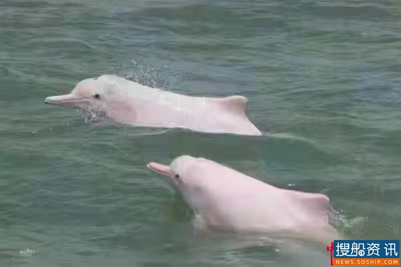 ​梧州西江水域惊现中华白海豚，航道工程暂停爆破施工