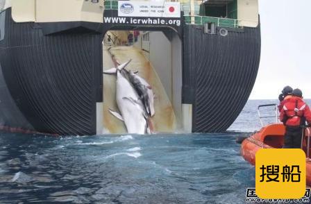 日本共同船舶将斥60亿日元巨资新建捕鲸母船