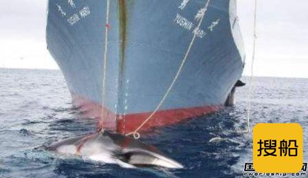 日本共同船舶将斥60亿日元巨资新建捕鲸母船