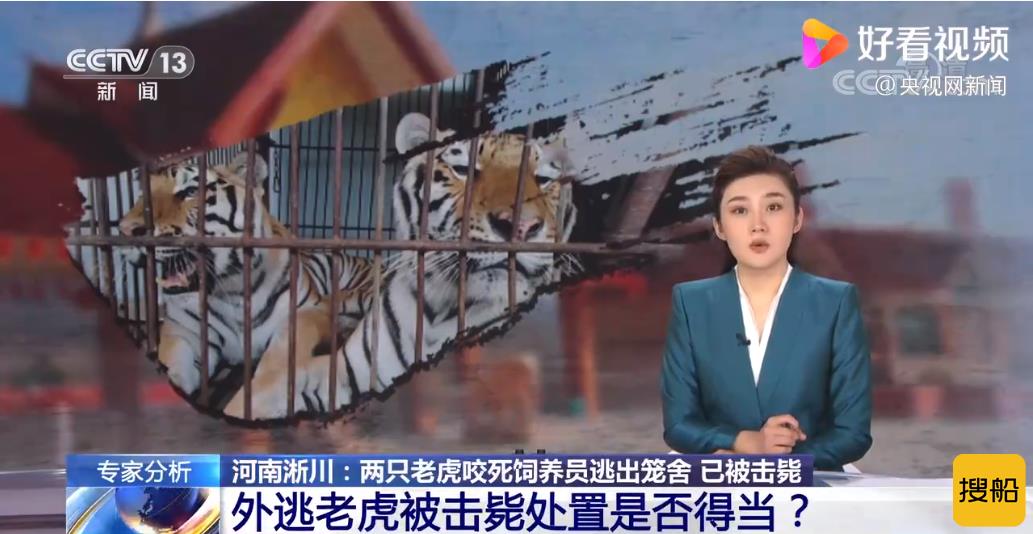 河南淅川的两只老虎死得冤不冤?